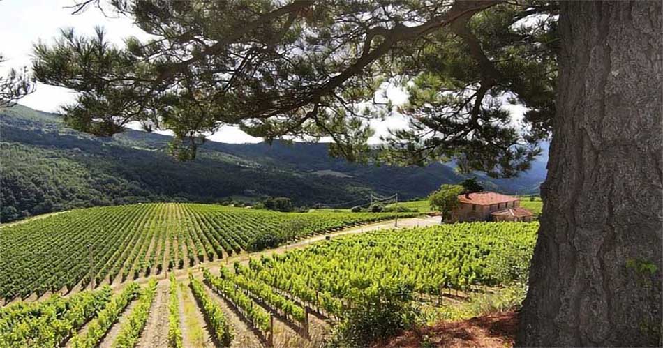 Partecipa Wine Master I vini toscani del castello di Pomino